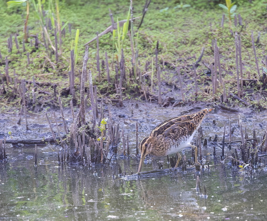 Bécassine des marais Gallinago gallinago - Common Snipe