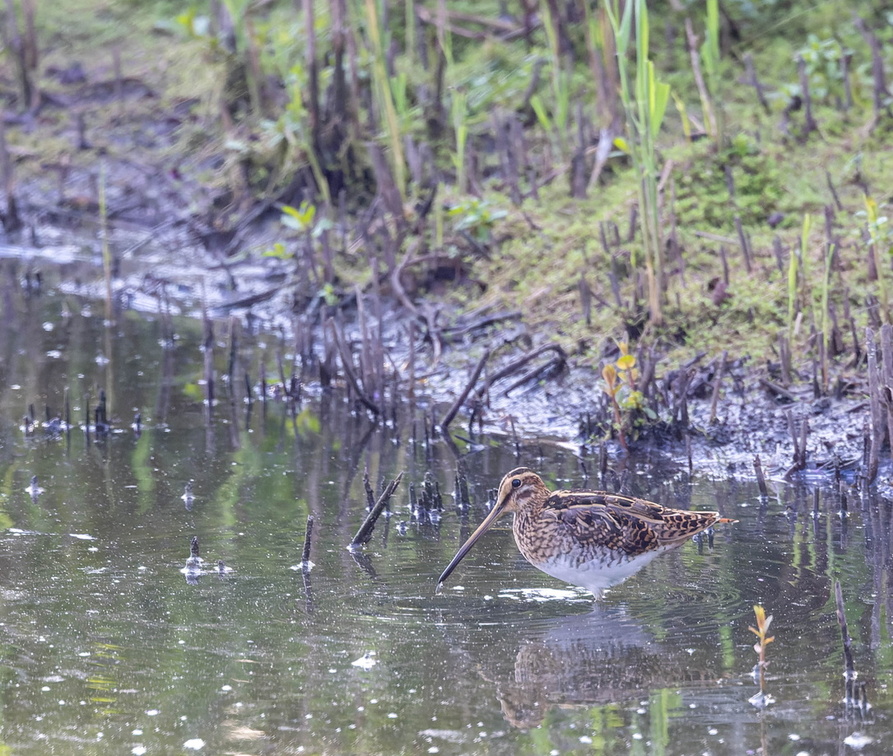 Bécassine des marais Gallinago gallinago - Common Snipe