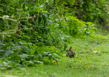 Lapin de garenne- Lapin commun (Oryctolagus cuniculus)