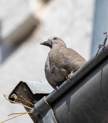 Tourterelle turque Streptopelia decaocto - Eurasian Collared Dove