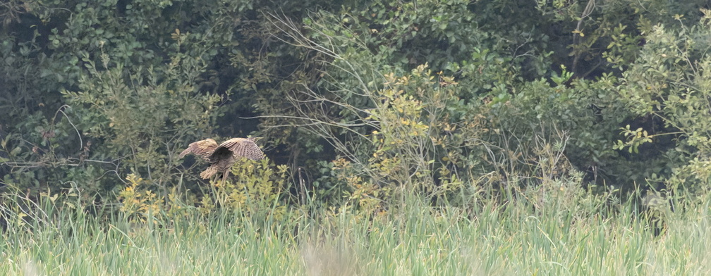 Butor étoilé Botaurus stellaris - Eurasian Bittern