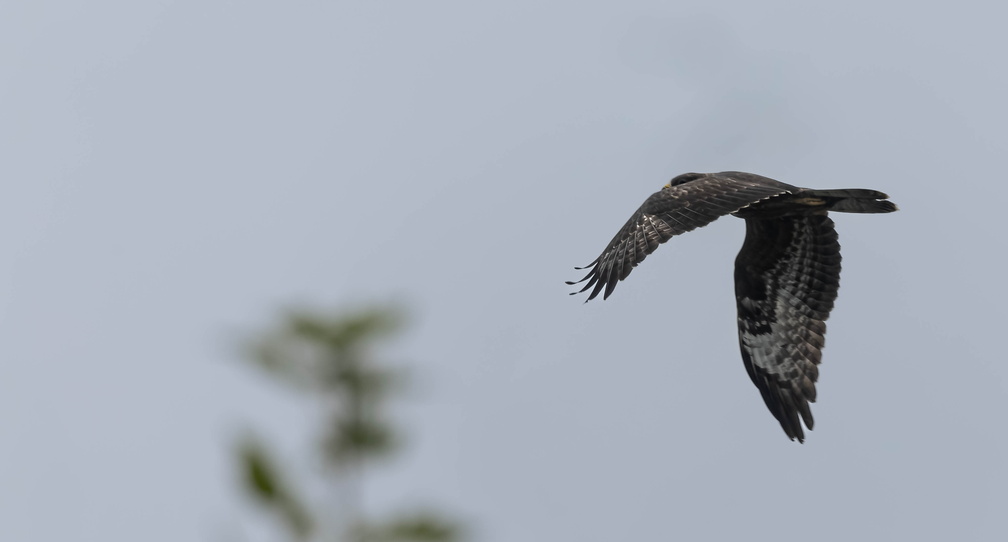 Bondrée apivore Pernis apivorus - European Honey Buzzard