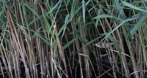 Rousserolle effarvatte Acrocephalus scirpaceus - Common Reed Warbler