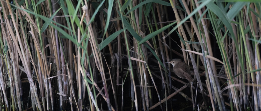 Rousserolle effarvatte Acrocephalus scirpaceus - Common Reed Warbler