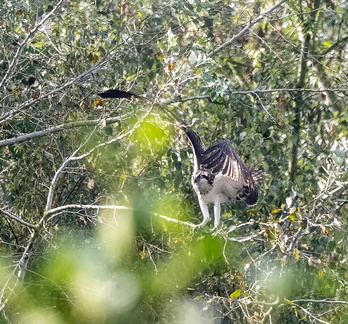 Balbuzard pêcheur Pandion haliaetus - Osprey