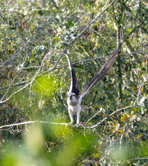 Balbuzard pêcheur Pandion haliaetus - Osprey