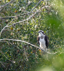 Balbuzard pêcheur Pandion haliaetus - Osprey