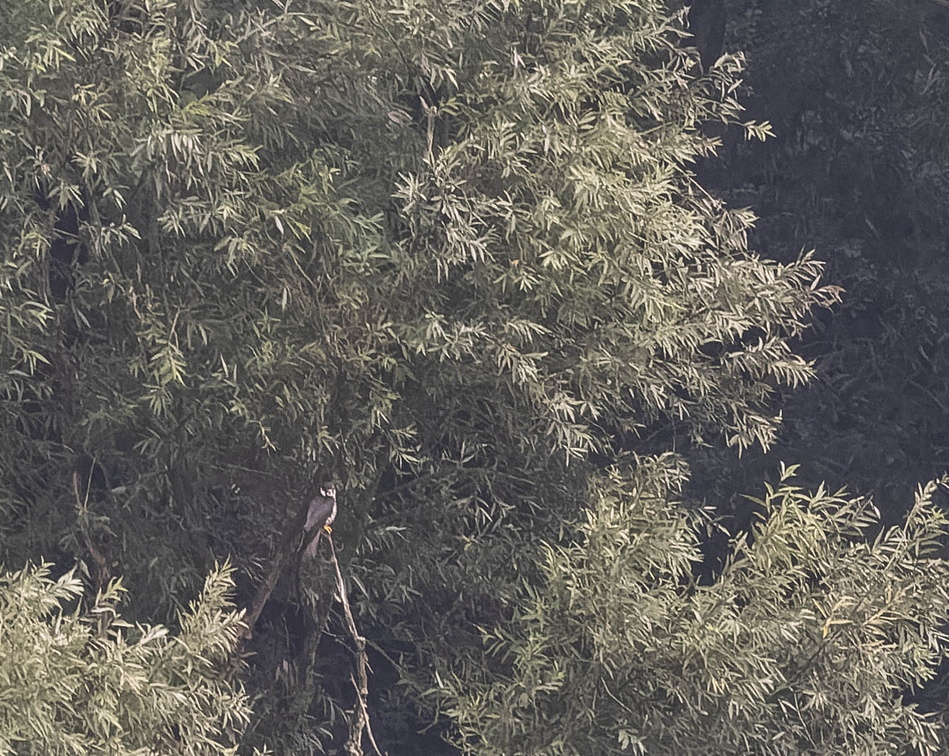 Faucon hobereau Falco subbuteo - Eurasian Hobby