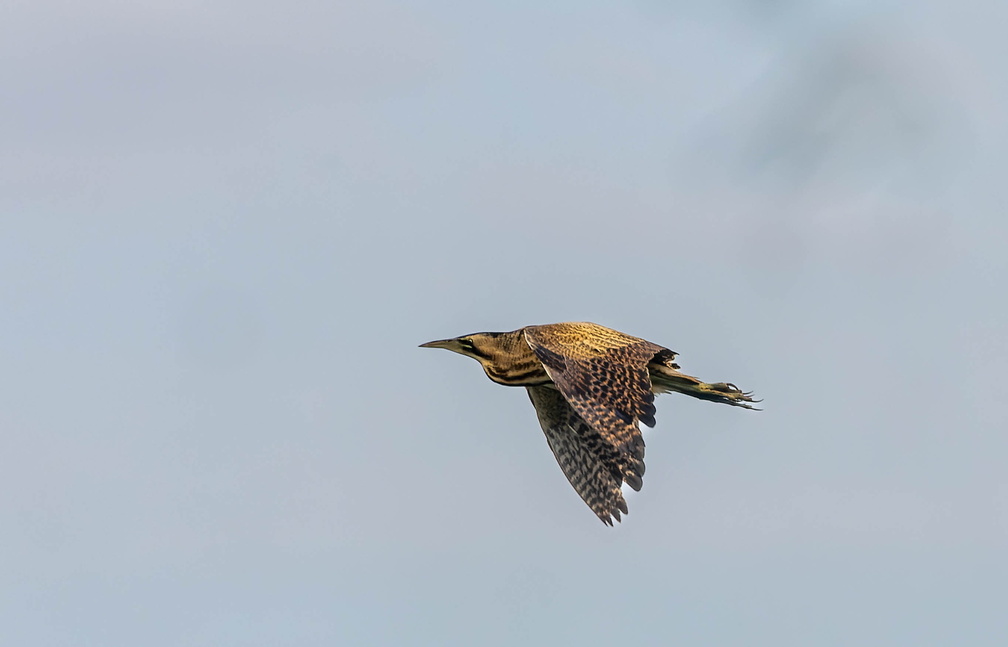 Butor étoilé Botaurus stellaris - Eurasian Bittern