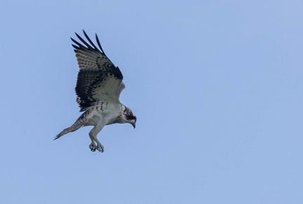 Balbuzard pêcheur Pandion haliaetus - Osprey