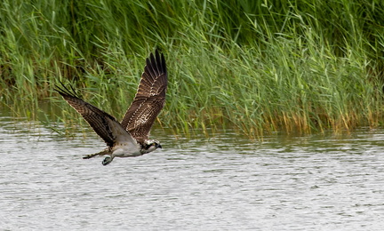 Balbuzard pêcheur Pandion haliaetus - Osprey