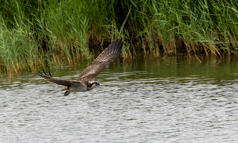 Balbuzard pêcheur Pandion haliaetus - Osprey