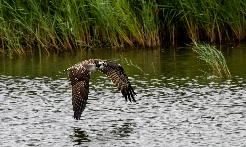 Balbuzard pêcheur Pandion haliaetus - Osprey