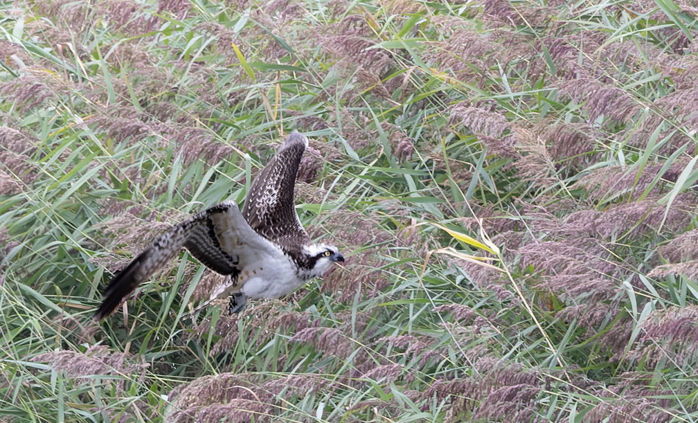 Balbuzard pêcheur Pandion haliaetus - Osprey