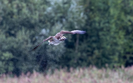 Balbuzard pêcheur Pandion haliaetus - Osprey