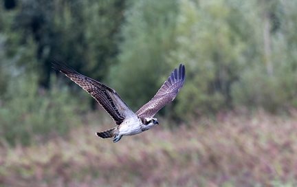 Balbuzard pêcheur Pandion haliaetus - Osprey