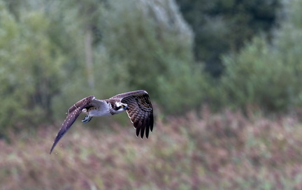 Balbuzard pêcheur Pandion haliaetus - Osprey