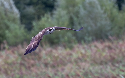 Balbuzard pêcheur Pandion haliaetus - Osprey