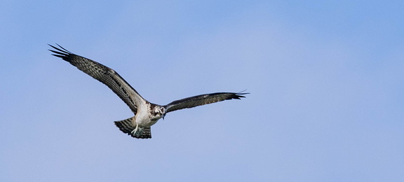 Balbuzard pêcheur Pandion haliaetus - Osprey