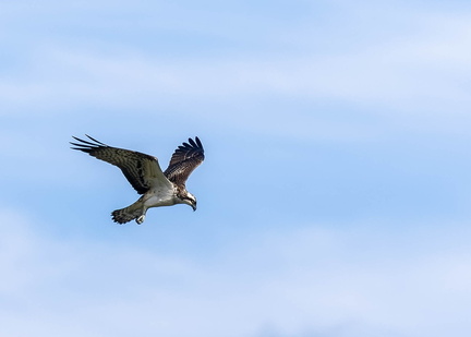 Balbuzard pêcheur Pandion haliaetus - Osprey