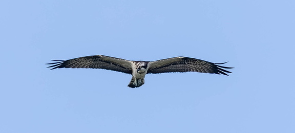 Balbuzard pêcheur Pandion haliaetus - Osprey