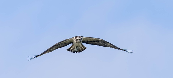 Balbuzard pêcheur Pandion haliaetus - Osprey