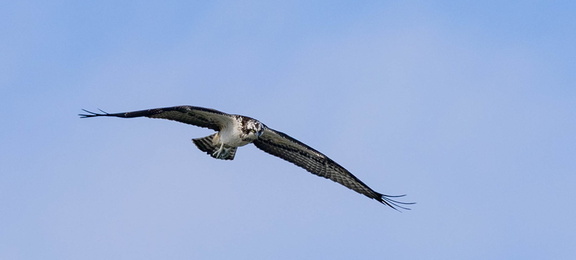 Balbuzard pêcheur Pandion haliaetus - Osprey