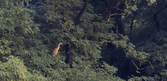 Butor étoilé Botaurus stellaris - Eurasian Bittern