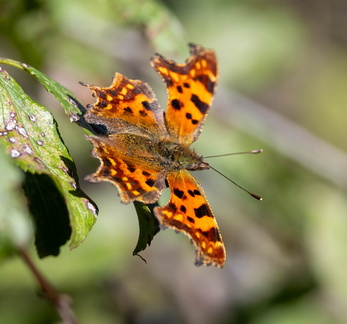 Polygonia c-album Robert-le-Diable