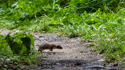  Belette d'Europe (Mustela nivalis),  Belette pygmée, Petite belette, Belette