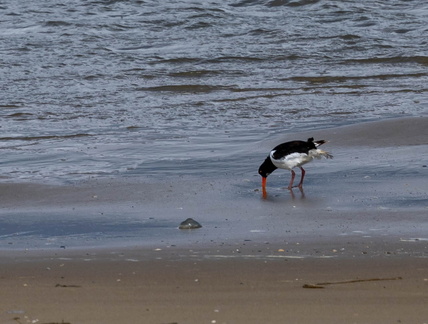 Huîtrier pie Haematopus ostralegus - Eurasian Oystercatcher