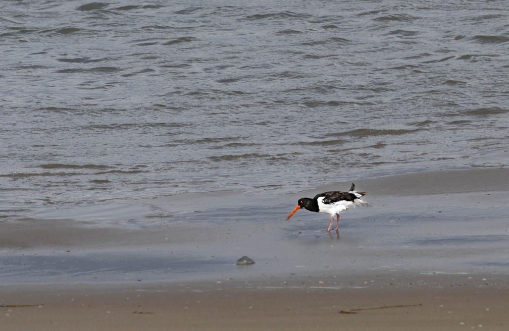 Huîtrier pie Haematopus ostralegus - Eurasian Oystercatcher