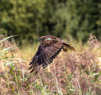 Busard des roseaux Circus aeruginosus - Western Marsh Harrie