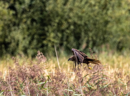 Busard des roseaux Circus aeruginosus - Western Marsh Harrie