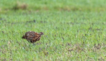 Faisan de Colchide Phasianus colchicus - Common Pheasant