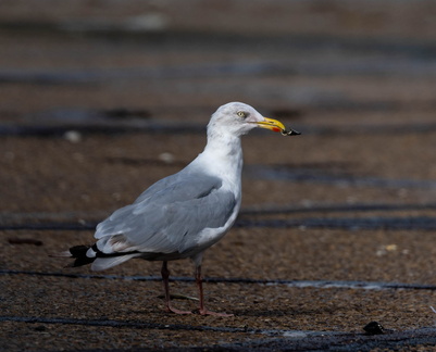 Goéland argenté Larus argentatus - European Herring Gull