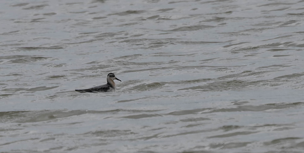 Phalarope à bec large Phalaropus fulicarius - Red Phalarope