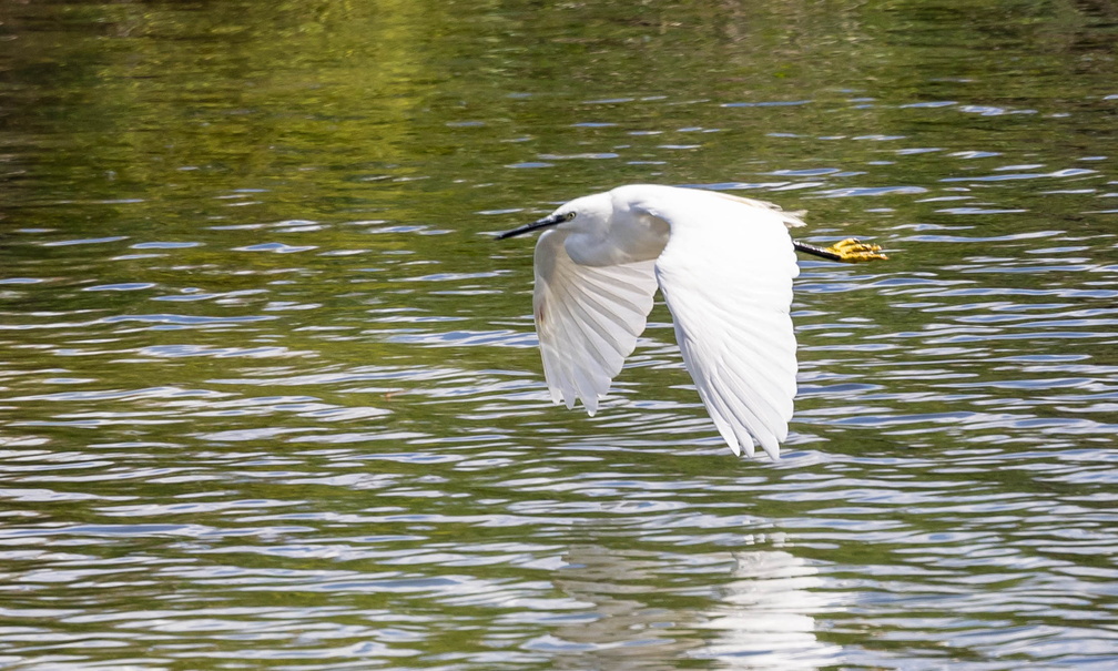 Aigrette garzette Egretta garzetta - Little Egret