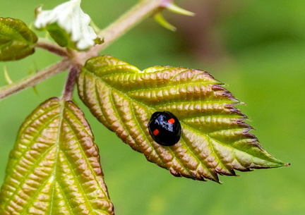 Coccinelle à deux points (Adalia bipunctata) 