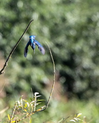 Martin-pêcheur d'Europe Alcedo atthis - Common Kingfisher