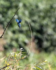 Martin-pêcheur d'Europe Alcedo atthis - Common Kingfisher