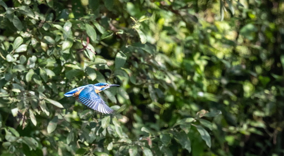 Martin-pêcheur d'Europe Alcedo atthis - Common Kingfisher