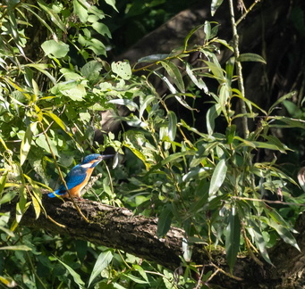 Martin-pêcheur d'Europe Alcedo atthis - Common Kingfisher