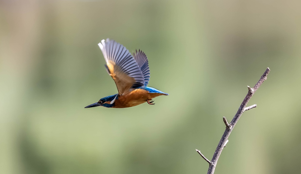 Martin-pêcheur d'Europe Alcedo atthis - Common Kingfisher