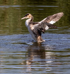 Grèbe huppé Podiceps cristatus - Great Crested Grebe