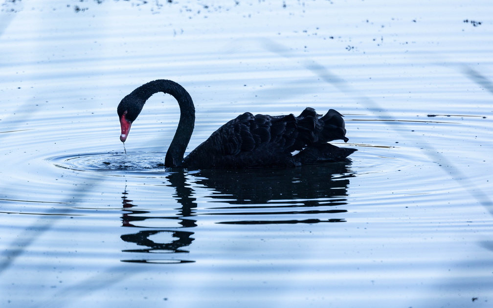 Cygne noir Cygnus atratus - Black Swan