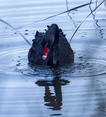 Cygne noir Cygnus atratus - Black Swan