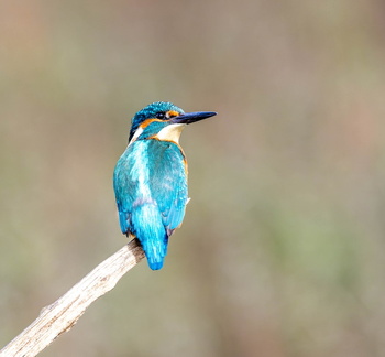 Martin-pêcheur d'Europe Alcedo atthis - Common Kingfisher