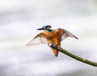 Martin-pêcheur d'Europe Alcedo atthis - Common Kingfisher