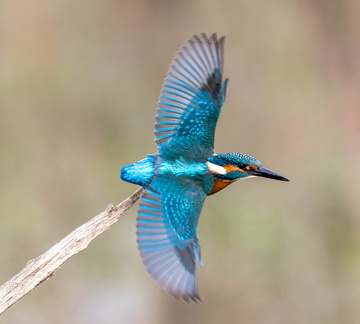 Martin-pêcheur d'Europe Alcedo atthis - Common Kingfisher